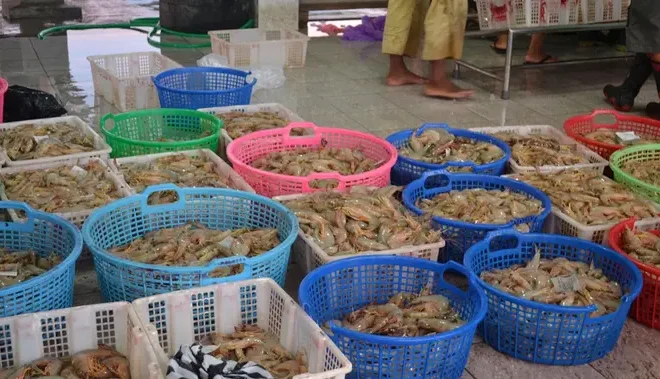 Kasus Radioaktif Buat Petambak Udang Khawatir